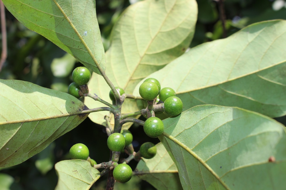 Litsea glutinosa (Lour.) C.B.Rob.